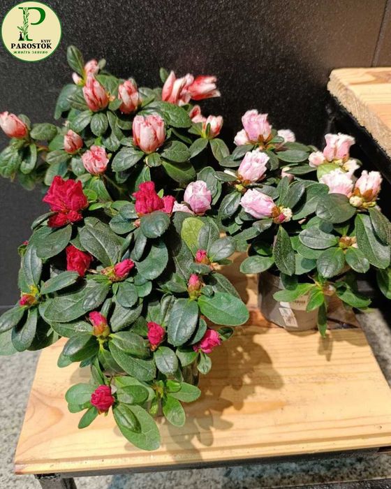 Азалія Індіка (Azalea Indica).