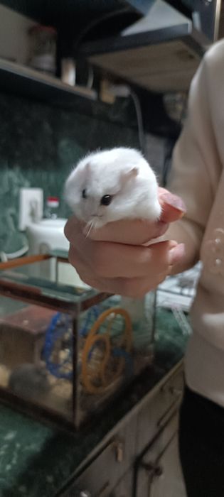 Хом'яки джунгарики