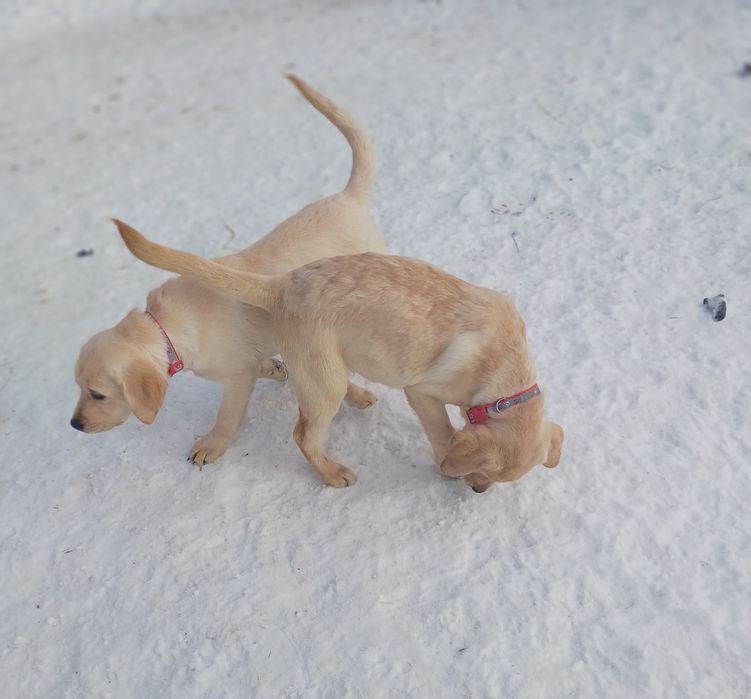 Цуценята-Лабрадорчики