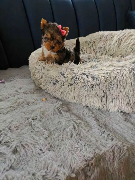 York shire terier śliczna suczka miniaturka xxs York Terrier merle