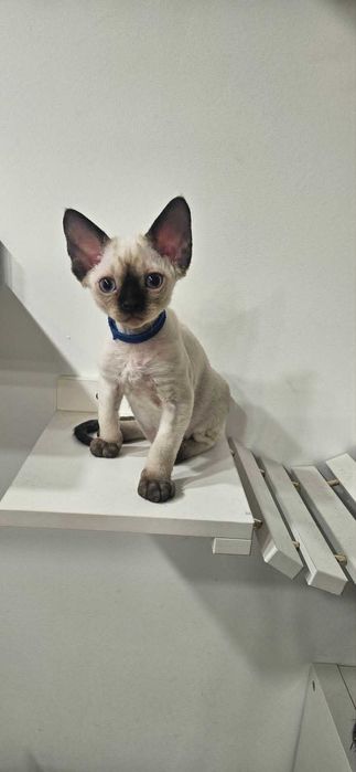 Tulaśny kocurek X-Man Demix*PL Devon Rex point niebieskie oczy zarezerwowany