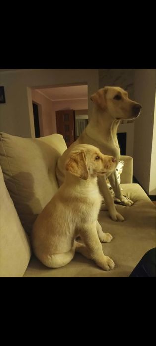 Piękna mała labradorka szuka domu