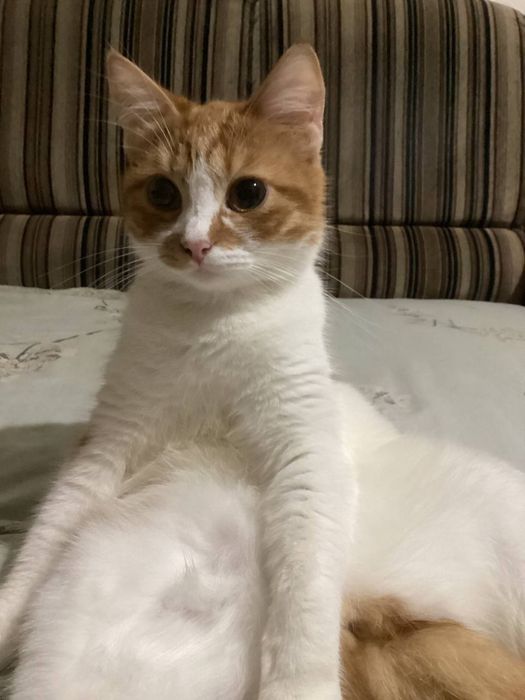 Милі котики шукають дім і турботливі руки