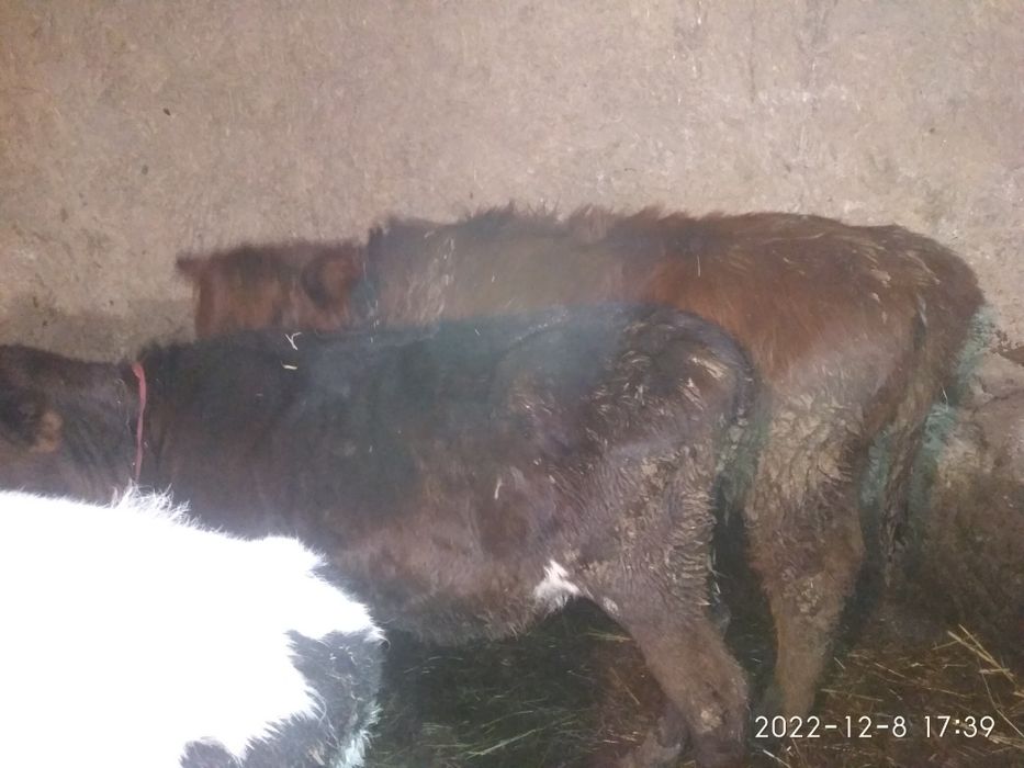 Продам тёлочки на хозяйство