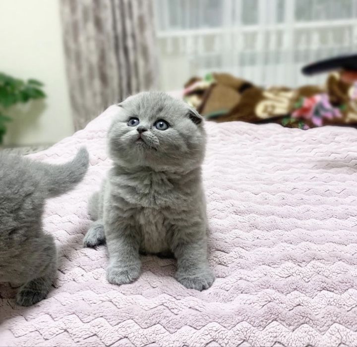 Чудо детки  мальчики и девочки