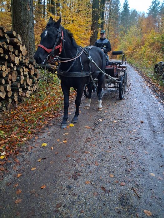 Klacz slaska po rodzicach w programie