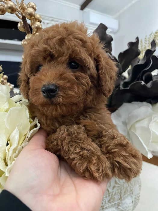 Той пудель , мінні хлопець .