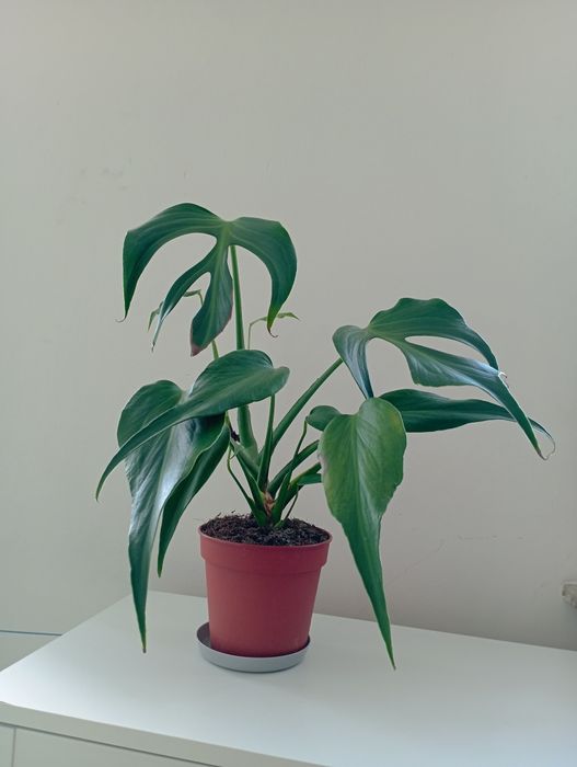 Monstera burle marx flame lf