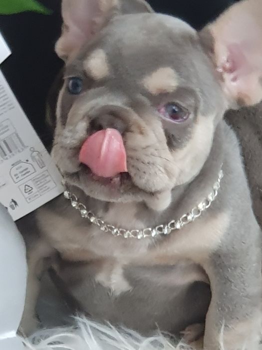 Buldog francuski/Elegandzkie dziewczynki