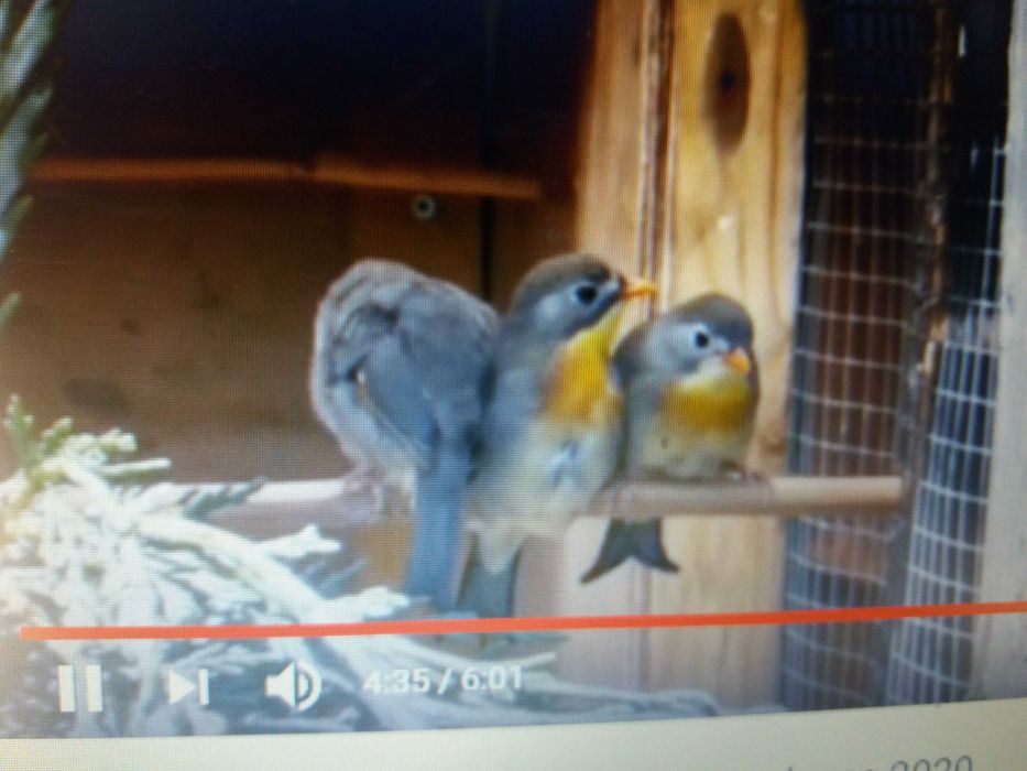 Casal de Rouxinois do Japão anilhados  2025 Outras aves