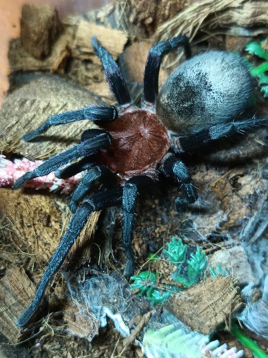 Bumba horrida samica