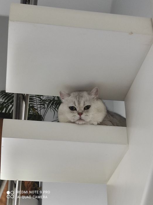 В'язка шиншилового серебристого кота, прямовухий  шотландець