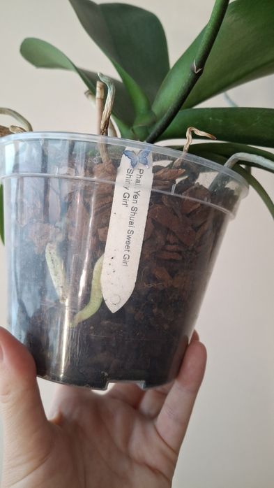 Орхідея фаленопсіс Sweet Girl