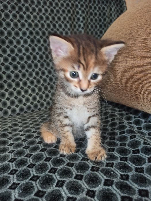 Віддам кошенят в добрі руки