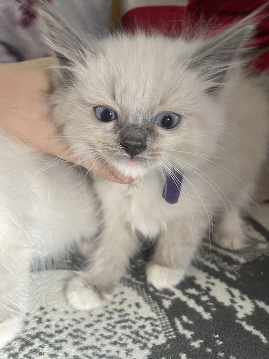 Kot kotka kocurek koteczka Ragdoll Ragdolle