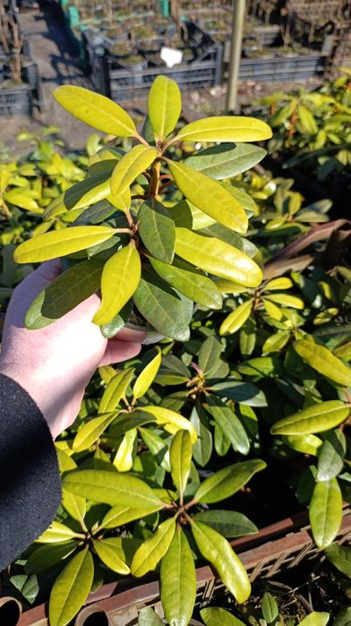 Рододендрон вічнозелений