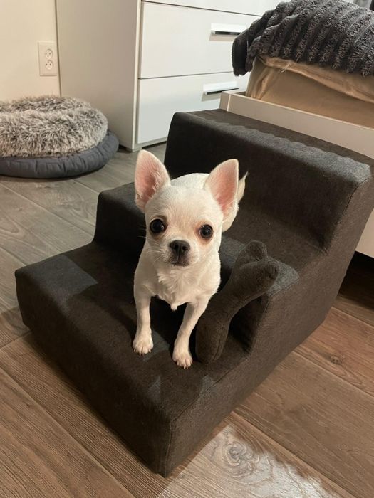 Стандартні та високі сходинки/драбинки для собак