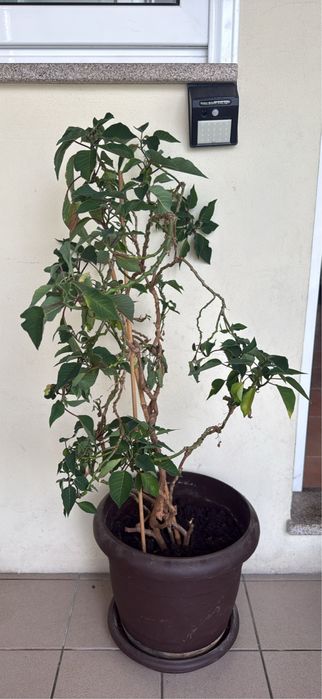 Vendo planta Flor-do-Natal / Bico-de-papagaio grande em vaso (Perene)