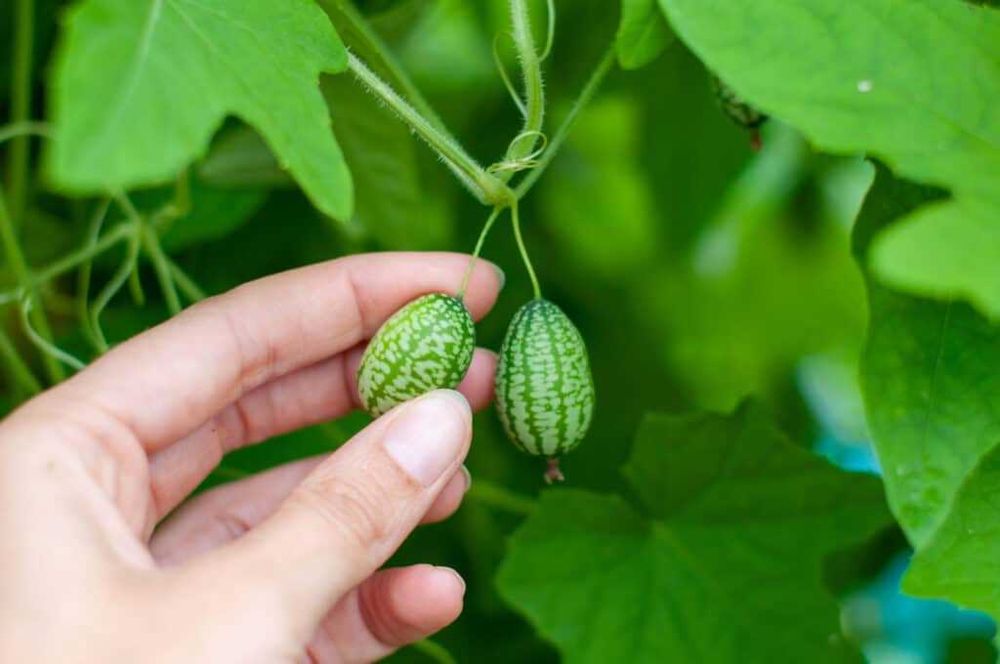 10 sementes de Pepino Cucamelon variedade rara