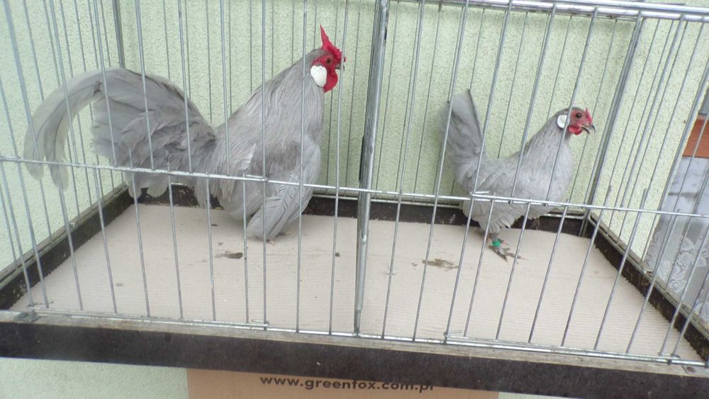 Bantamki różne kolory 2025r