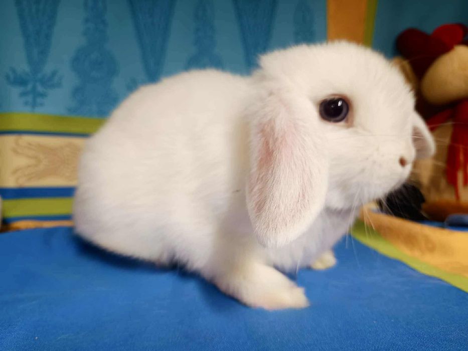 Sprzedam króliczki mini loop mini lop niebieskookie białe puchate