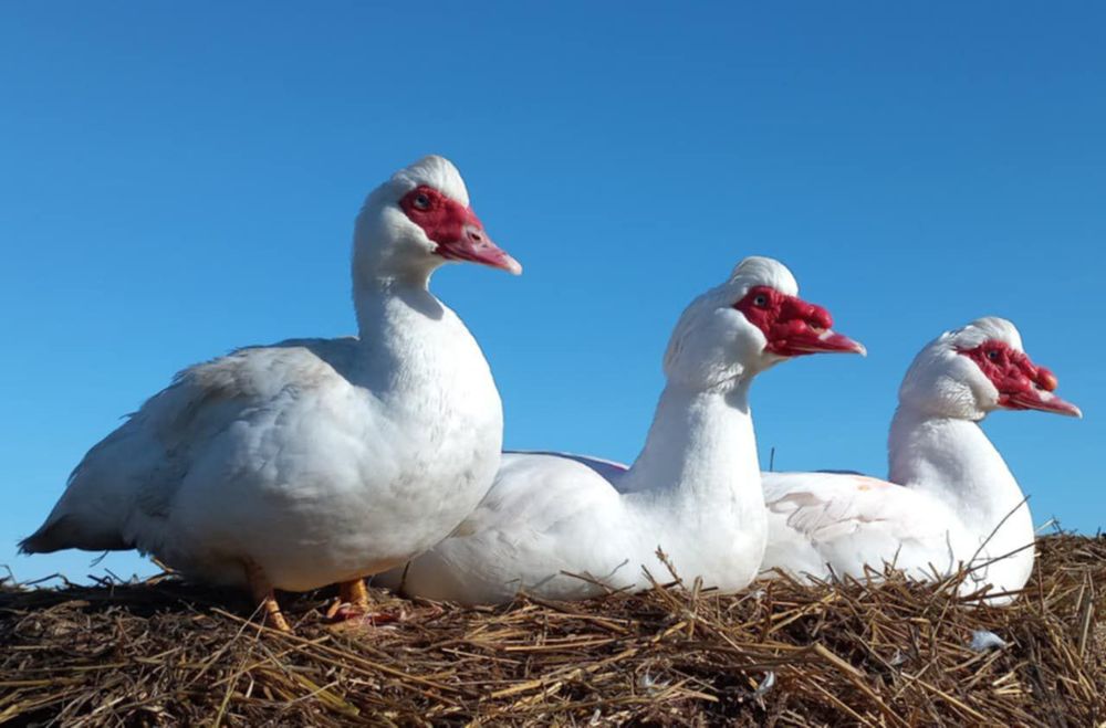 Мускусні індокачури та індокачечки німецької лінії
