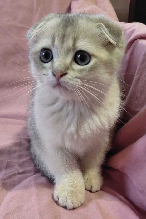 Шотландский вислоухий котик в окрасе голубое золото ау11