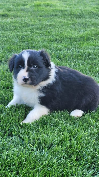 Border Collie piesek