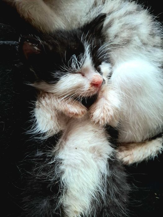 Bolek 11 tyg kocurek szuka domku