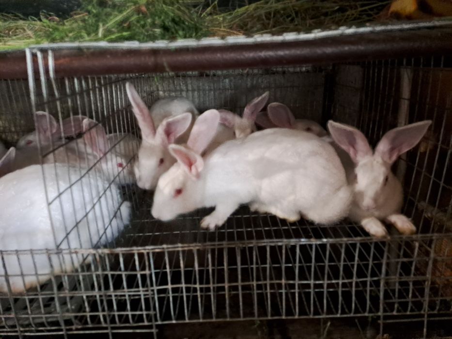 Термонска біла,кролики