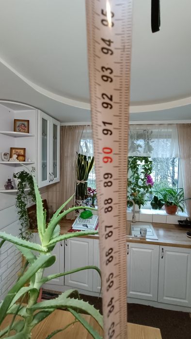 Алое велике продам