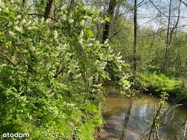 Z linią brzegową rzeki Jeziorki i lasem, 25 min od Okęcia - Widok 6