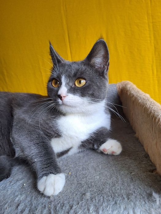 Стерилизованная пепельная кошка (1год) ищет дом! Отдам в хорошие руки!