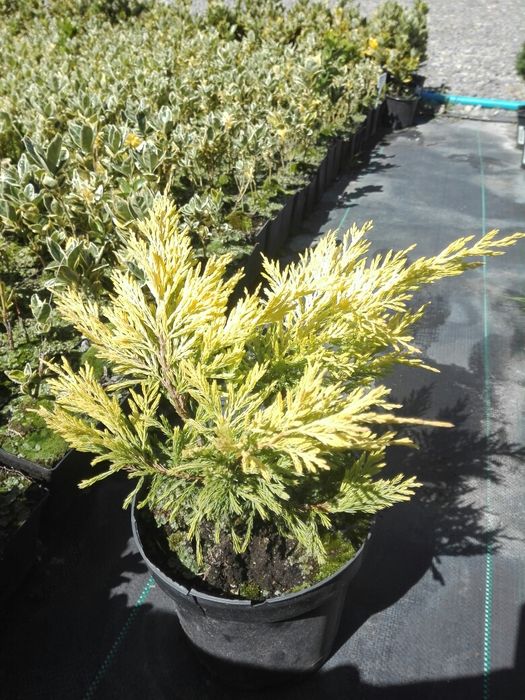 Jałowiec green gold blue carpet lime glow wiltoni prince arrow star