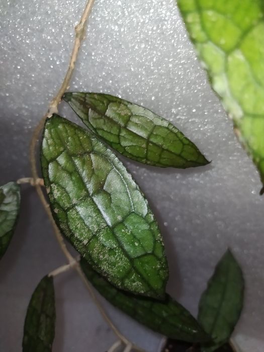 Хойї клеменсіорум Індонезія sp.Acheh..clemensiorum achehЖилистий кроко