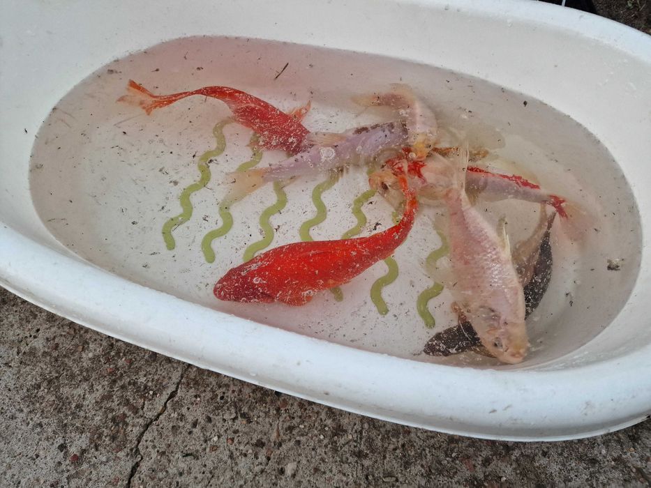 Ryby do oczka wodnego karp koi butterfly karaś orfa