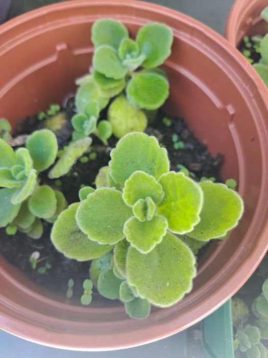 Raras plantas Vicks - Natural, Aromática e Medicinal