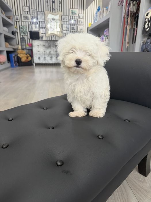 Bichon Maltes  menino top