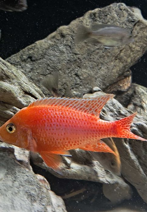 pyszczaki sprzedaż/zamiana