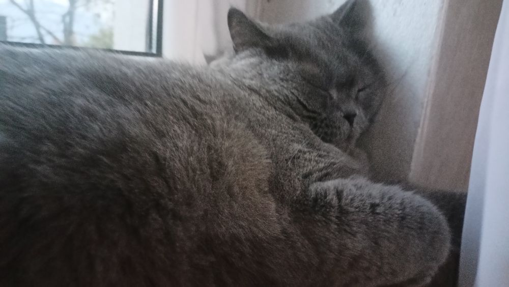 Kot brytyjski do adopcji