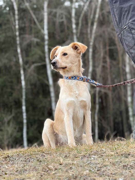 OPOWIASTEK - radosny, energiczny, wszędobyslki psiak do adopcji