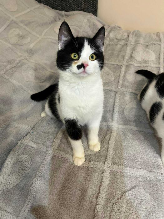 Mały słodziak kocurek FERRERO szuka domku!