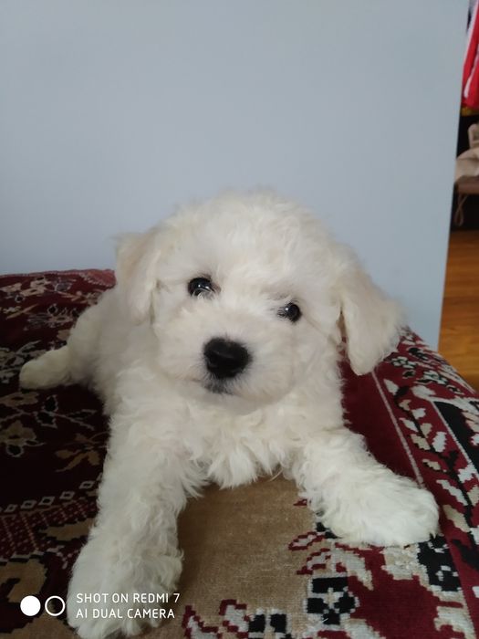 Бішон фрізе ,Бишон -фризе ,цуценята,щенки