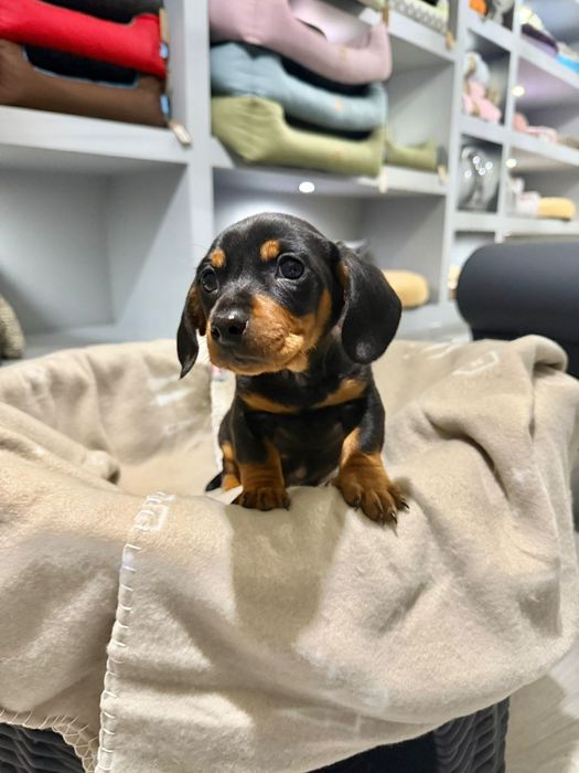 Teckel  menino  lindo