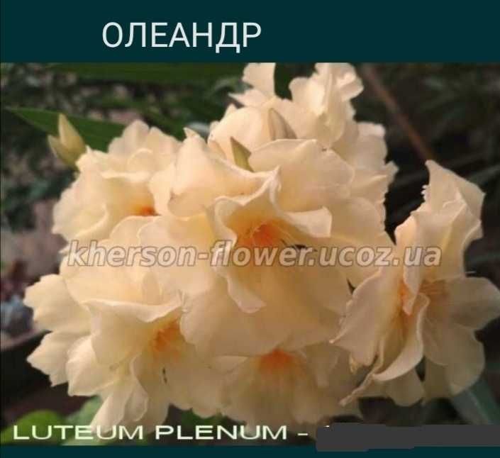 Олеандр кремовий.