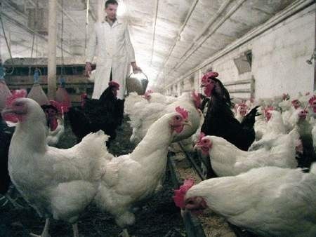 Kury nioski Leghorn z jajkiem Starokrzepice