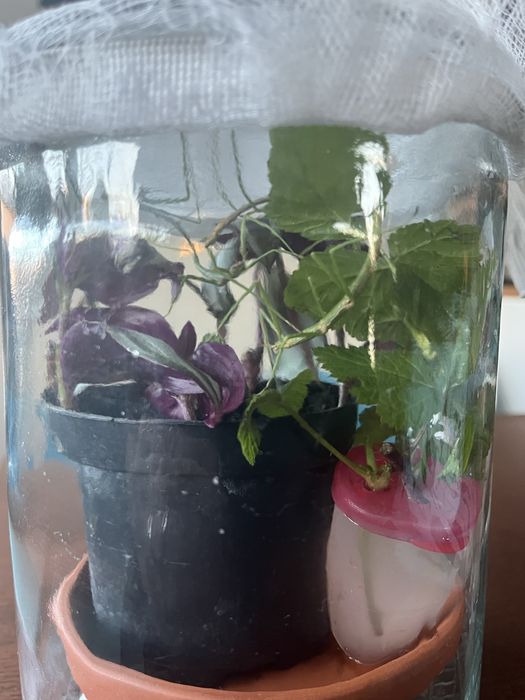 Patyczaki mlode za darmo Gliwice