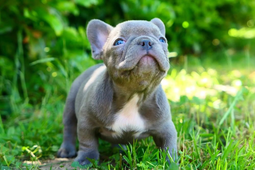 Buldog Fancuski- Piesek Lilac