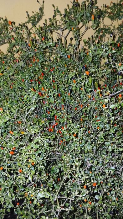 Malaguetas (gindungo)