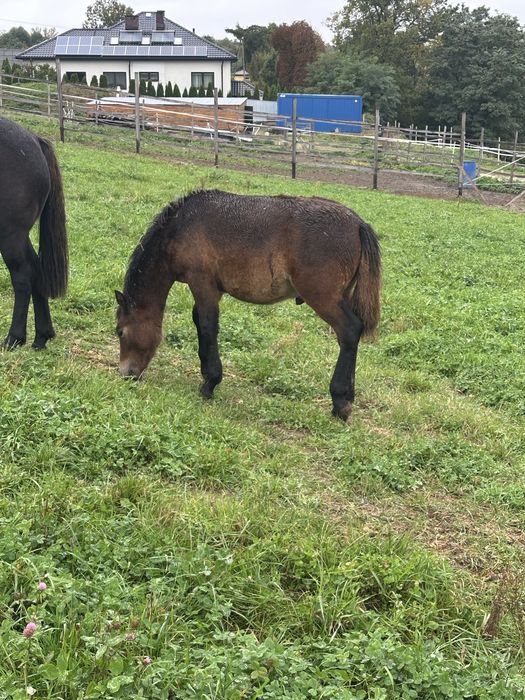 Hucuły, ogierki, źrebieta